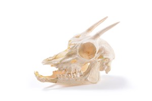 Image description is not available for 1998.1.1